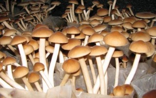 非物质文化遗产菇（菇类技艺非遗项目有哪些？）