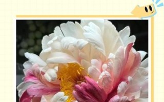 燎花花非物质文化遗产（燎花花非遗技艺新手入门指南）