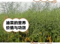 油菜非物质文化遗产（油菜传统栽培技艺入选非遗了吗）