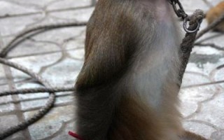 耍猴算非物质文化遗产吗（耍猴算非物质文化遗产吗？不算）