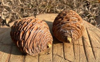 松文化非物质文化遗产（松文化非遗有哪些传统技艺）