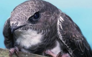 非物质文化遗产雨燕（老北京雨燕非遗保护现状）