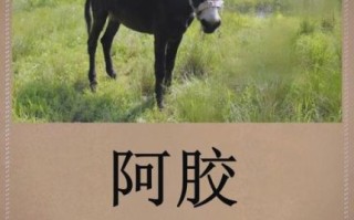 阿胶非物质文化遗产（东阿阿胶非遗技艺有哪些奥秘）