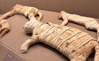 非物质文化遗产木乃伊（木乃伊为什么被认定为非遗）