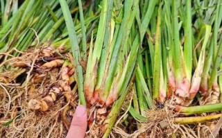 非物质文化遗产菖蒲（菖蒲非遗手工香牌制作教程）