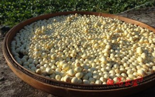 莲子非物质文化遗产（莲子制作技艺非遗申请条件是什么）