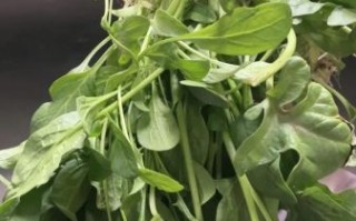 菠菜非物质文化遗产（菠菜非物质文化遗产真的存在吗）