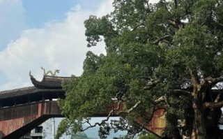 泰顺非物质文化遗产廊桥（泰顺非遗廊桥怎么参观最省心）