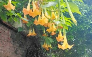 曼陀罗非物质文化遗产（曼陀罗非物质文化遗产是真的吗）