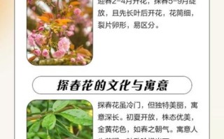 非物质文化遗产探花（民间探花技艺入门指南）
