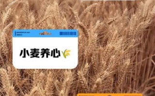 小麦算非物质文化遗产（小麦是国家级非遗吗）