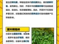非物质文化遗产菜叶（菜叶非遗传承是什么）