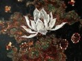 漆画非物质文化遗产（漆画非遗适合新手自学吗）