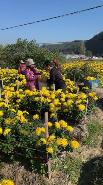 田家镇非物质文化遗产(田家镇非遗大全在哪儿看)-第2张图片-八三百科 田家镇非物质文化遗产(田家镇非遗大全在哪儿看)-第2张图片-八三百科