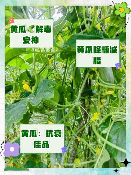 非物质文化遗产黄瓜(非遗黄瓜为什么能逆袭成网红)-第3张图片-八三百科 非物质文化遗产黄瓜(非遗黄瓜为什么能逆袭成网红)-第3张图片-八三百科
