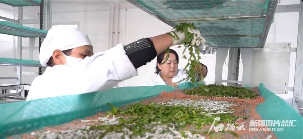 非物质文化遗产蚕桑(非遗蚕桑丝绸技艺有哪些工序)-第2张图片-八三百科 非物质文化遗产蚕桑(非遗蚕桑丝绸技艺有哪些工序)-第2张图片-八三百科
