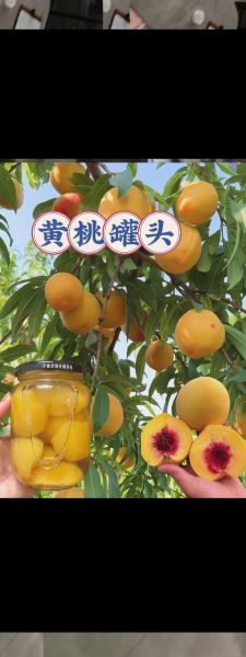 非物质文化遗产水果罐头(非物质文化遗产水果罐头品牌有哪些)-第1张图片-八三百科 非物质文化遗产水果罐头(非物质文化遗产水果罐头品牌有哪些)-第1张图片-八三百科