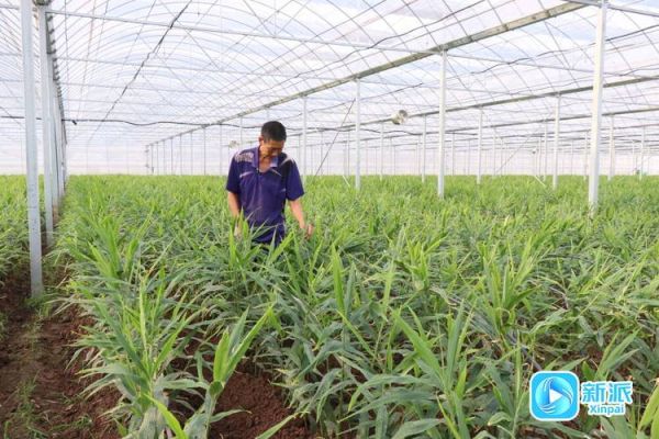 安丘县历史气候变迁(安丘县历史气候变化对农业有何影响)-第3张图片-八三百科 安丘县历史气候变迁(安丘县历史气候变化对农业有何影响)-第3张图片-八三百科