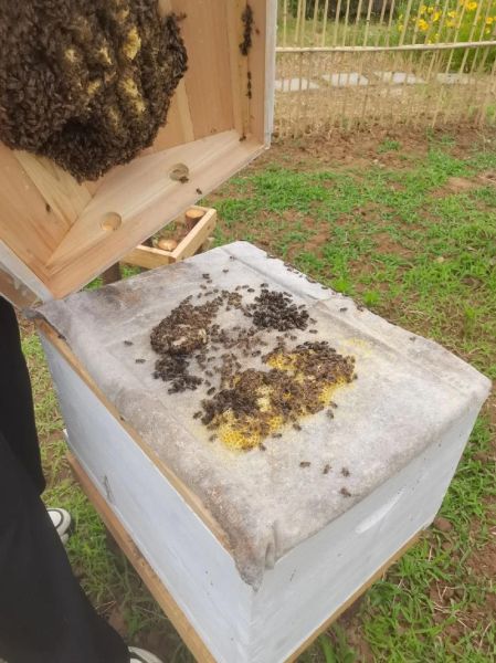 蜜蜂非物质文化遗产(蜜蜂非遗手工技艺有哪些)-第3张图片-八三百科 蜜蜂非物质文化遗产(蜜蜂非遗手工技艺有哪些)-第3张图片-八三百科