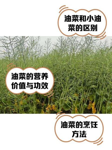 油菜非物质文化遗产(油菜传统栽培技艺入选非遗了吗)-第1张图片-八三百科 油菜非物质文化遗产(油菜传统栽培技艺入选非遗了吗)-第1张图片-八三百科