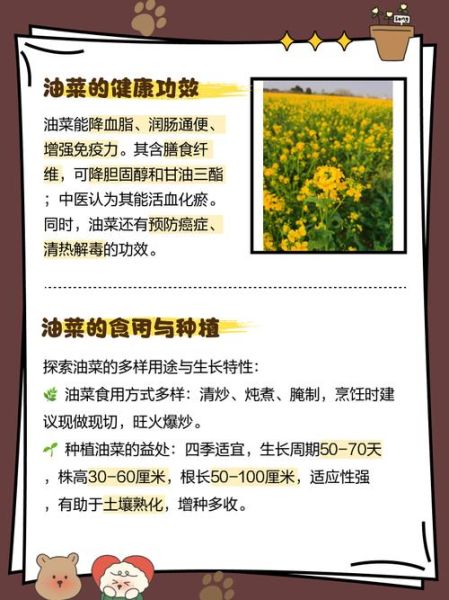 油菜非物质文化遗产(油菜传统栽培技艺入选非遗了吗)-第2张图片-八三百科 油菜非物质文化遗产(油菜传统栽培技艺入选非遗了吗)-第2张图片-八三百科