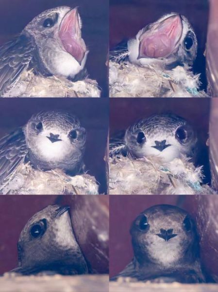 非物质文化遗产雨燕（老北京雨燕非遗保护现状）-第2张图片-八三百科