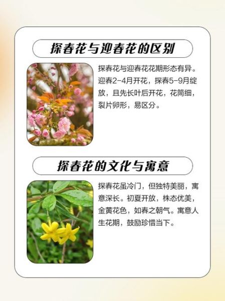 非物质文化遗产探花(民间探花技艺入门指南)-第1张图片-八三百科 非物质文化遗产探花(民间探花技艺入门指南)-第1张图片-八三百科