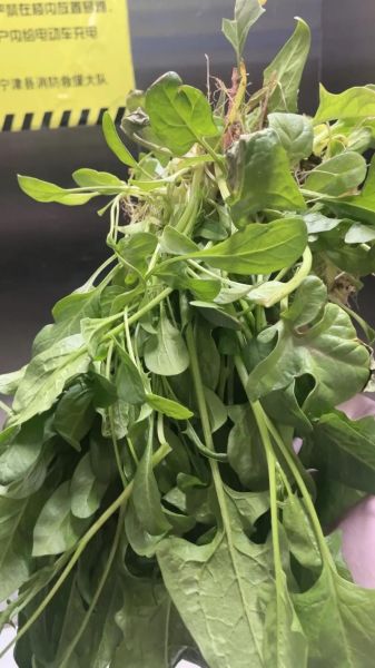 菠菜非物质文化遗产（菠菜非物质文化遗产真的存在吗）-第1张图片-八三百科