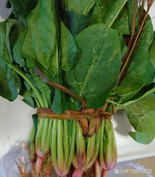 菠菜非物质文化遗产（菠菜非物质文化遗产真的存在吗）-第3张图片-八三百科