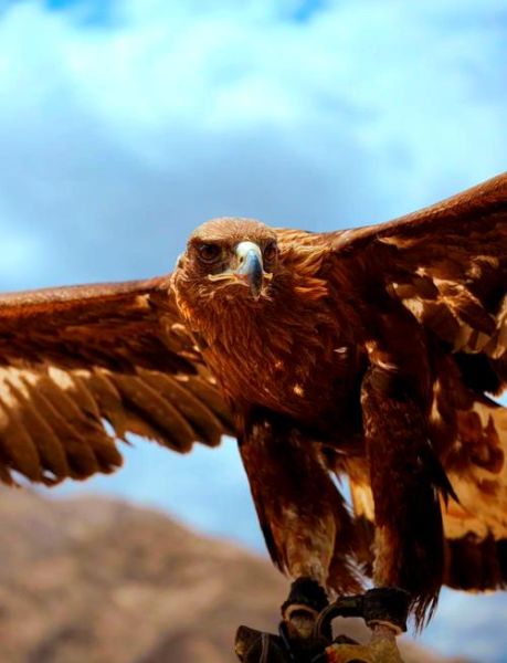 猎鹰文化非物质文化遗产-第2张图片-八三百科 猎鹰文化非物质文化遗产-第2张图片-八三百科