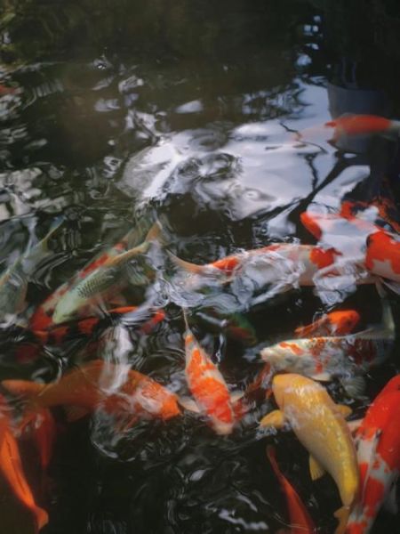 果酒非物质文化遗产(果酒非物质文化遗产有哪些?)-第3张图片-八三百科 果酒非物质文化遗产(果酒非物质文化遗产有哪些?)-第3张图片-八三百科