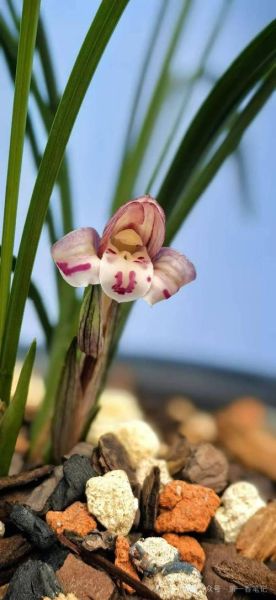 非物质文化遗产兰文化（兰文化与非遗的传承方式）-第3张图片-八三百科