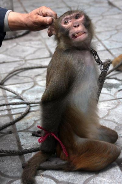 耍猴算非物质文化遗产吗(耍猴算非物质文化遗产吗?不算)-第1张图片-八三百科 耍猴算非物质文化遗产吗(耍猴算非物质文化遗产吗?不算)-第1张图片-八三百科