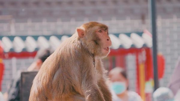 耍猴算非物质文化遗产吗(耍猴算非物质文化遗产吗?不算)-第3张图片-八三百科 耍猴算非物质文化遗产吗(耍猴算非物质文化遗产吗?不算)-第3张图片-八三百科