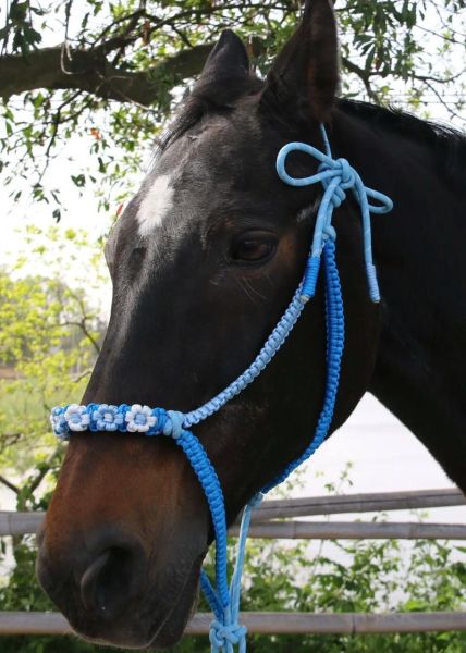 马术 非物质文化遗产（马术非遗项目有哪些适合入门）-第2张图片-八三百科