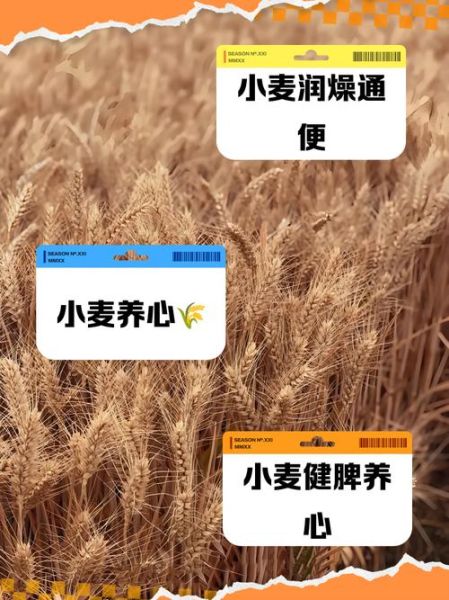 小麦算非物质文化遗产（小麦是国家级非遗吗）-第1张图片-八三百科