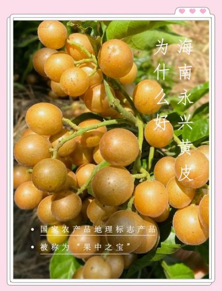 黄皮非物质文化遗产(黄皮非遗介绍:黄皮如何入选非遗)-第3张图片-八三百科 黄皮非物质文化遗产(黄皮非遗介绍:黄皮如何入选非遗)-第3张图片-八三百科