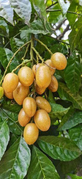 黄皮非物质文化遗产(黄皮非遗介绍:黄皮如何入选非遗)-第2张图片-八三百科 黄皮非物质文化遗产(黄皮非遗介绍:黄皮如何入选非遗)-第2张图片-八三百科