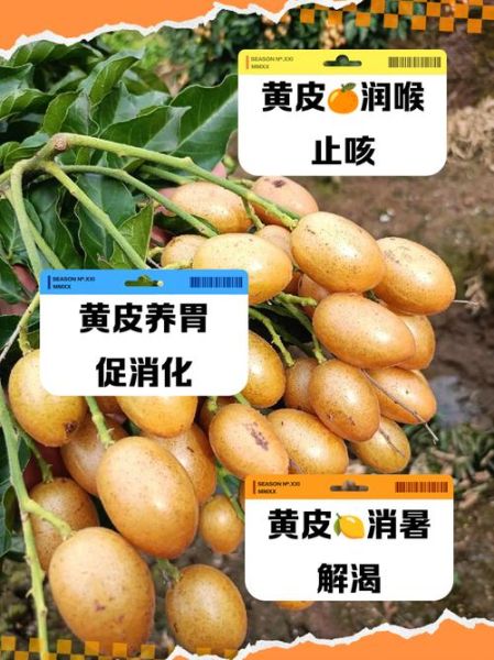 黄皮非物质文化遗产(黄皮非遗介绍:黄皮如何入选非遗)-第1张图片-八三百科 黄皮非物质文化遗产(黄皮非遗介绍:黄皮如何入选非遗)-第1张图片-八三百科