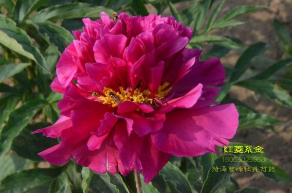 非物质文化遗产芍红（芍红是什么级别非物质文化遗产）-第2张图片-八三百科