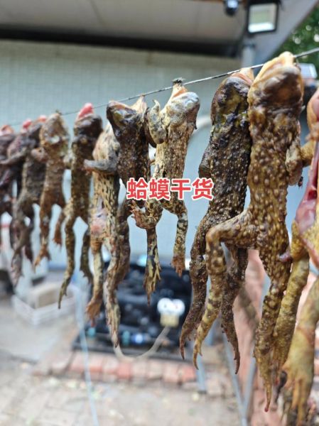 蛤蟆节非物质文化遗产（蛤蟆节怎么来的？传说+非遗流程一次看懂）-第1张图片-八三百科