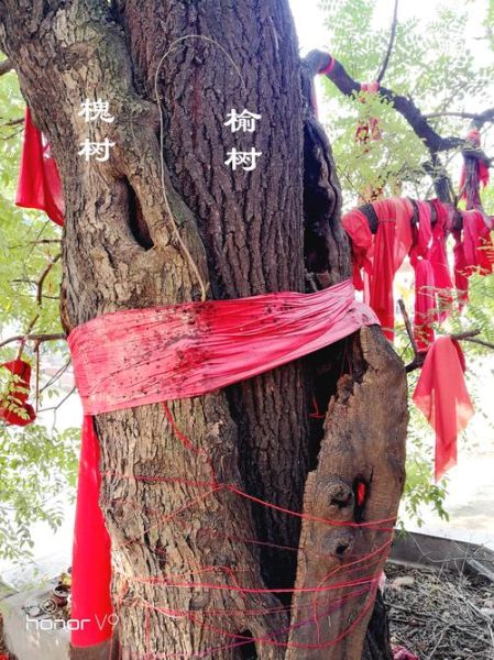 古槐非物质文化遗产（古槐非物质文化遗产有哪些）-第3张图片-八三百科