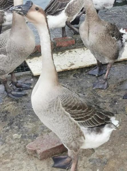 乌鬃鹅非物质文化遗产(乌鬃鹅非物质文化遗产是真的吗)-第1张图片-八三百科 乌鬃鹅非物质文化遗产(乌鬃鹅非物质文化遗产是真的吗)-第1张图片-八三百科