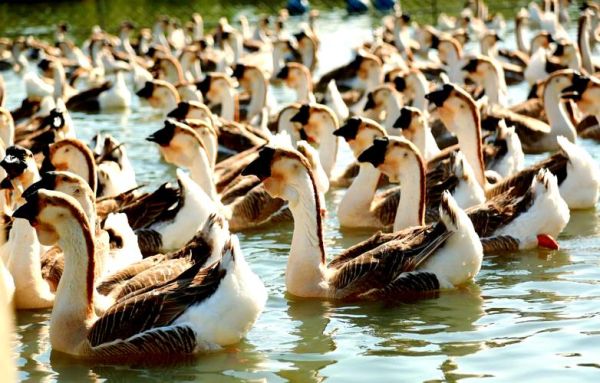 乌鬃鹅非物质文化遗产(乌鬃鹅非物质文化遗产是真的吗)-第3张图片-八三百科 乌鬃鹅非物质文化遗产(乌鬃鹅非物质文化遗产是真的吗)-第3张图片-八三百科