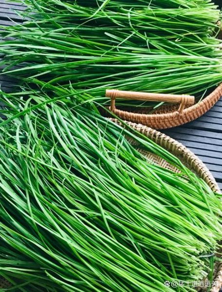 非物质文化遗产 韭菜（韭菜是非遗吗？三分钟看懂“非遗韭菜”热词真相）-第3张图片-八三百科