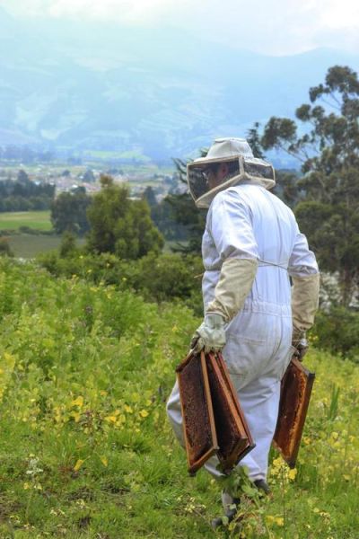 养蜂人非物质文化遗产（养蜂人非物质文化遗产为什么申遗成功）-第1张图片-八三百科