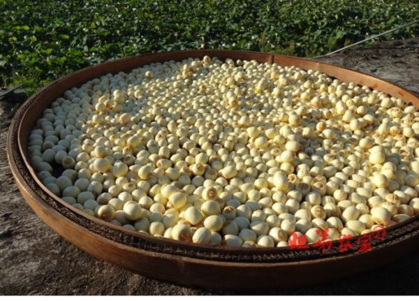 莲子非物质文化遗产(莲子制作技艺非遗申请条件是什么)-第1张图片-八三百科 莲子非物质文化遗产(莲子制作技艺非遗申请条件是什么)-第1张图片-八三百科