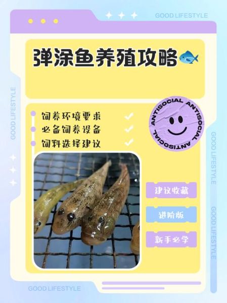 非物质文化遗产弹涂鱼（弹涂鱼怎么养殖？新手也能成功的全流程）-第1张图片-八三百科