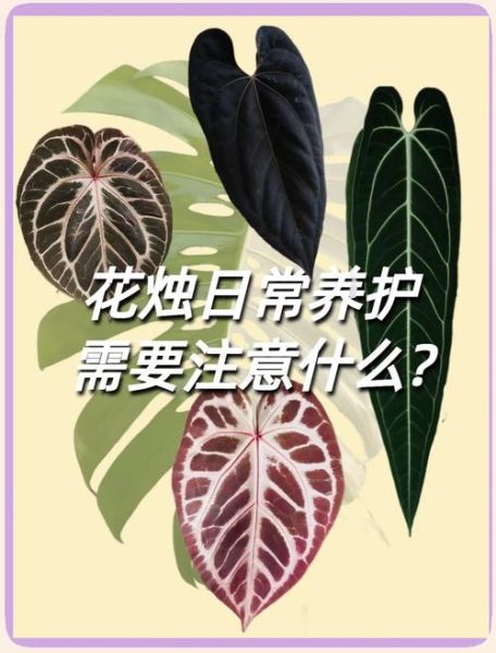 花烛非物质文化遗产(花烛非遗制作步骤初学者指南)-第3张图片-八三百科 花烛非物质文化遗产(花烛非遗制作步骤初学者指南)-第3张图片-八三百科