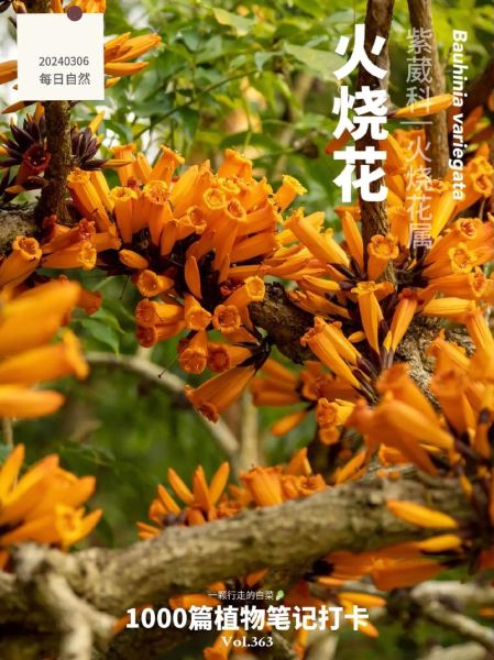 非物质文化遗产大火花(非遗大火花技艺是什么)-第3张图片-八三百科 非物质文化遗产大火花(非遗大火花技艺是什么)-第3张图片-八三百科